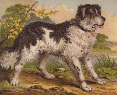 Grote Honden door English School